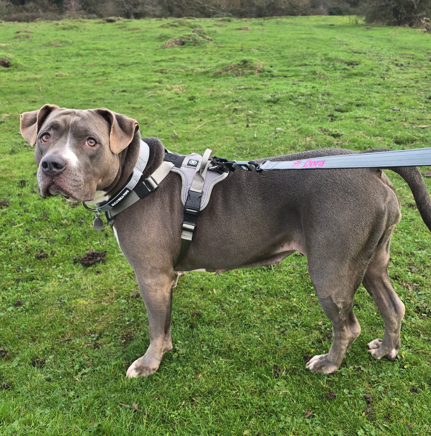 Customer photo review of Anti Pull Hurricane Harness Lighter | With Handle - Grey