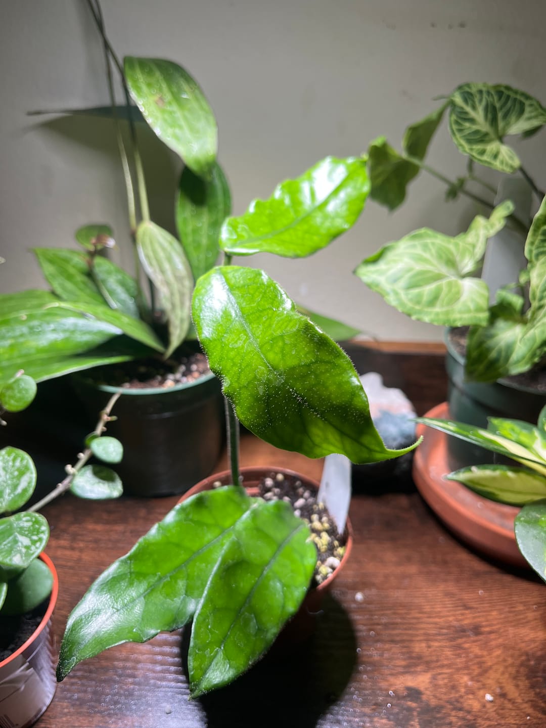 Customer photo review of Hoya globulosa/villosa