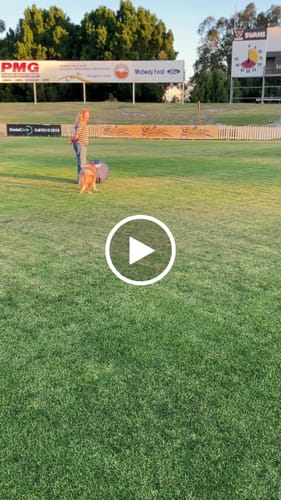 Customer video review of Herding Ball