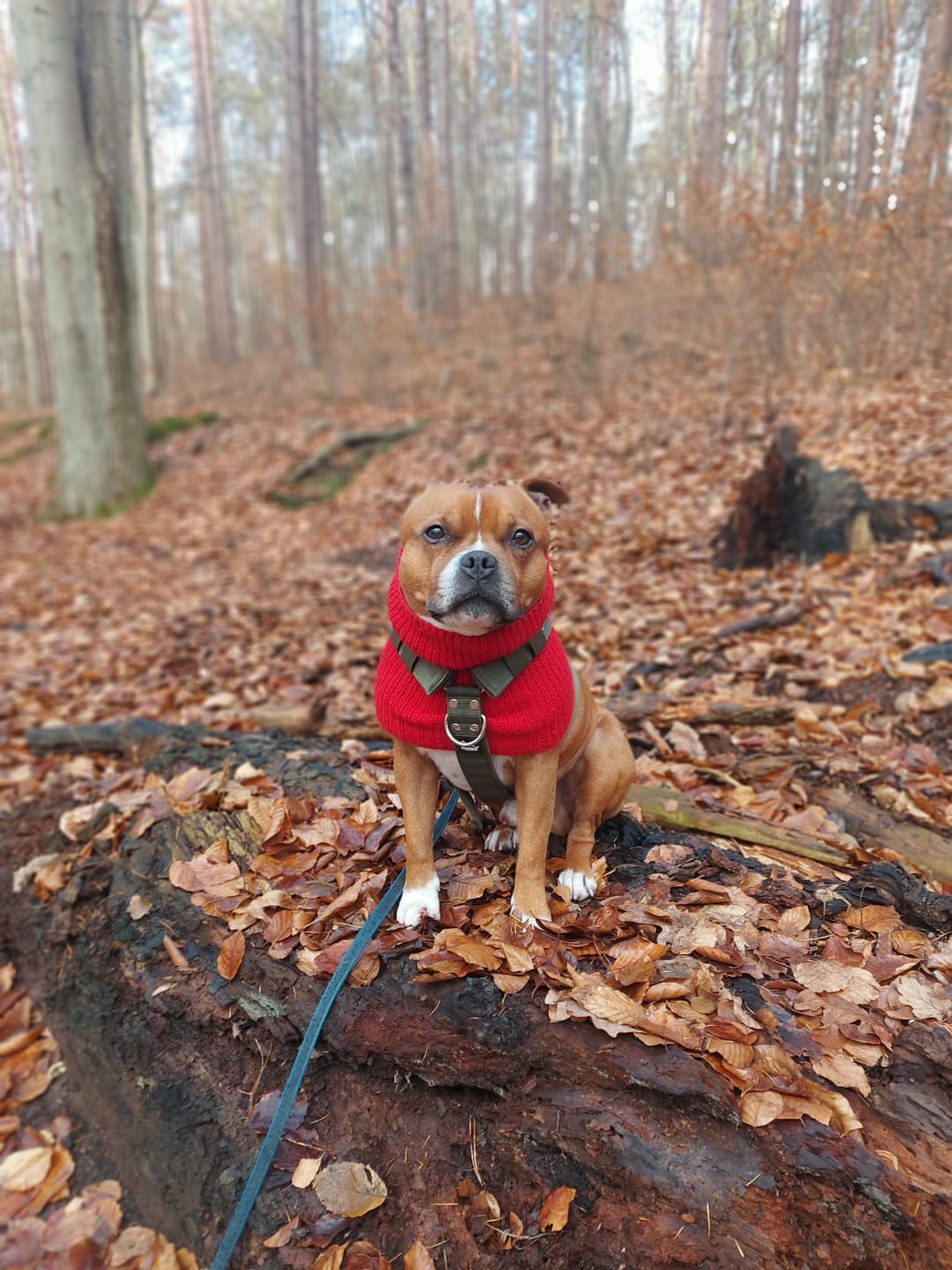 Customer photo review of Szelki z raczką typu guard - Easy Walk Khaki