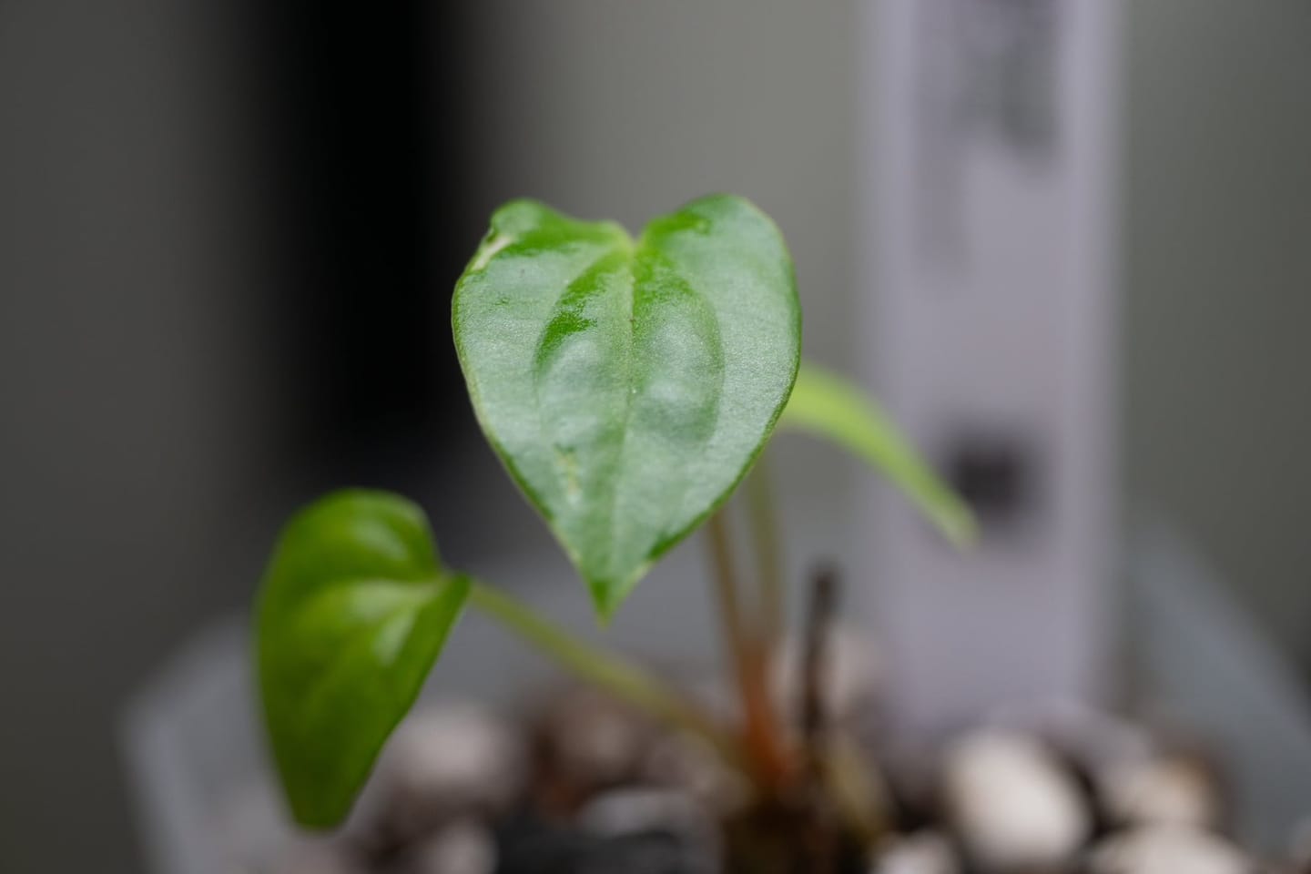 Customer photo review of (Micro/Mutant Carla x Dressleri) x RL Backross