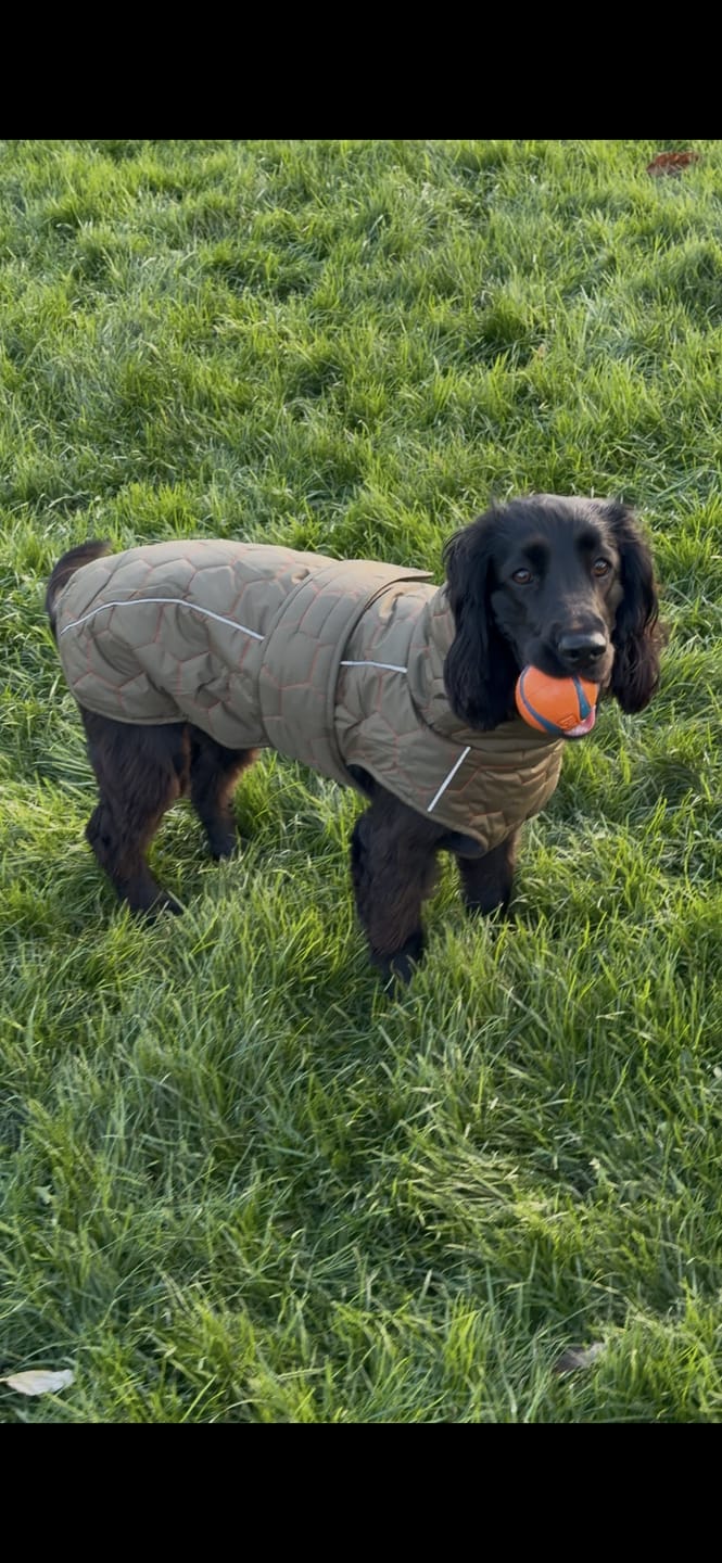Customer photo review of Honey Comb Dog Coat