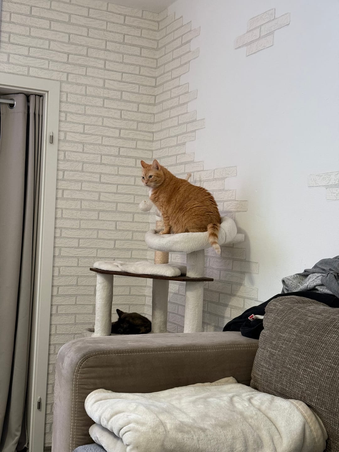 Customer photo review of Gelenk Vital Paket für Katzen