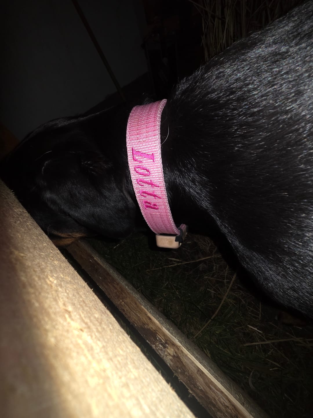 Customer photo review of Hundhalsband med namn