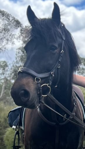 Customer photo review of HW Micklem 2 Multi-Bridle