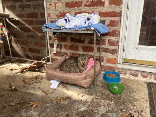 Customer photo review of 2x Blisso Advanced Cat Probiotic | Cat Probiotic for Diarrhea & Kidney Support