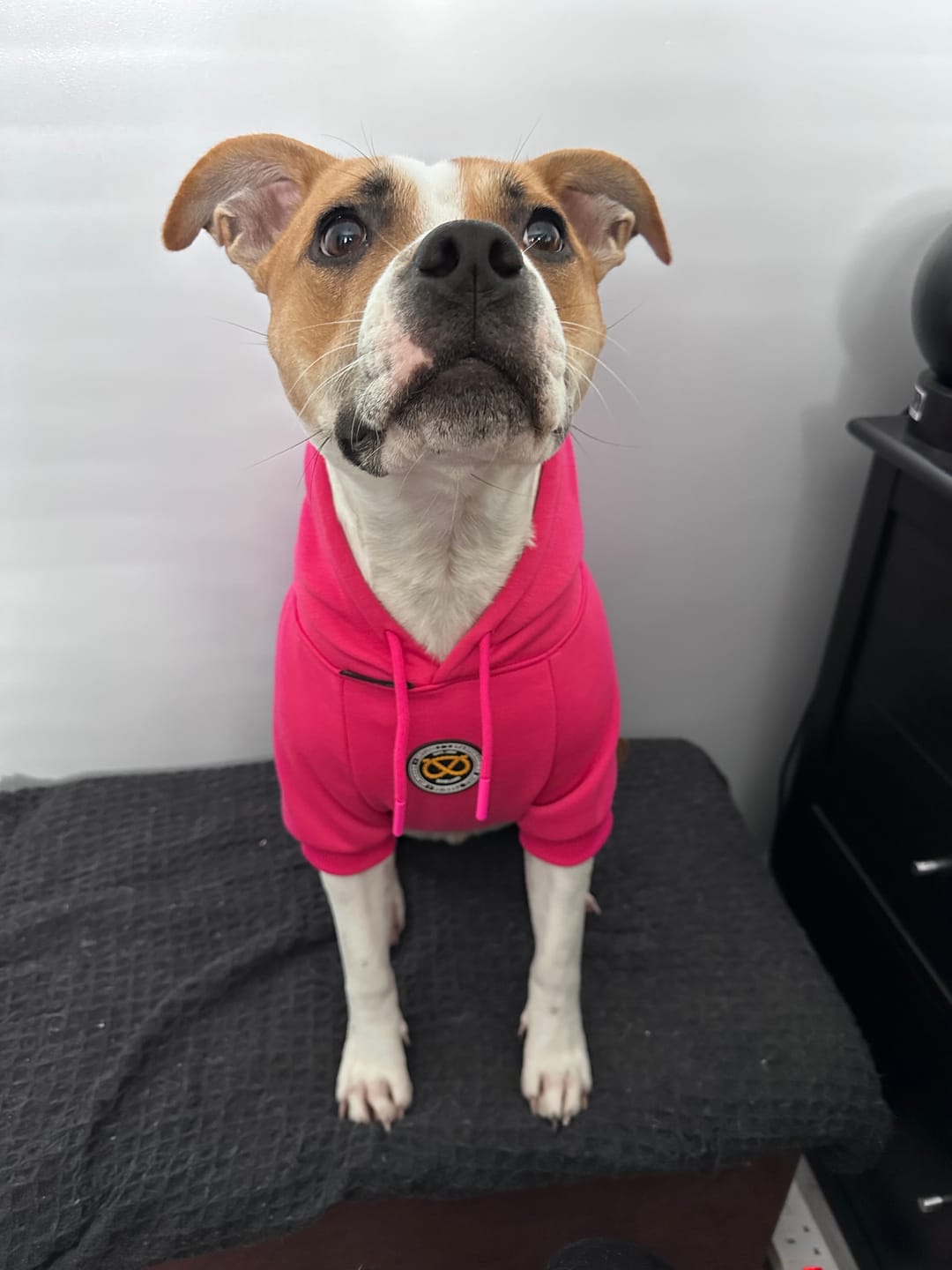 Customer photo review of Staffordshire Bull Terrier 1935® Hoodies - Fuchsia