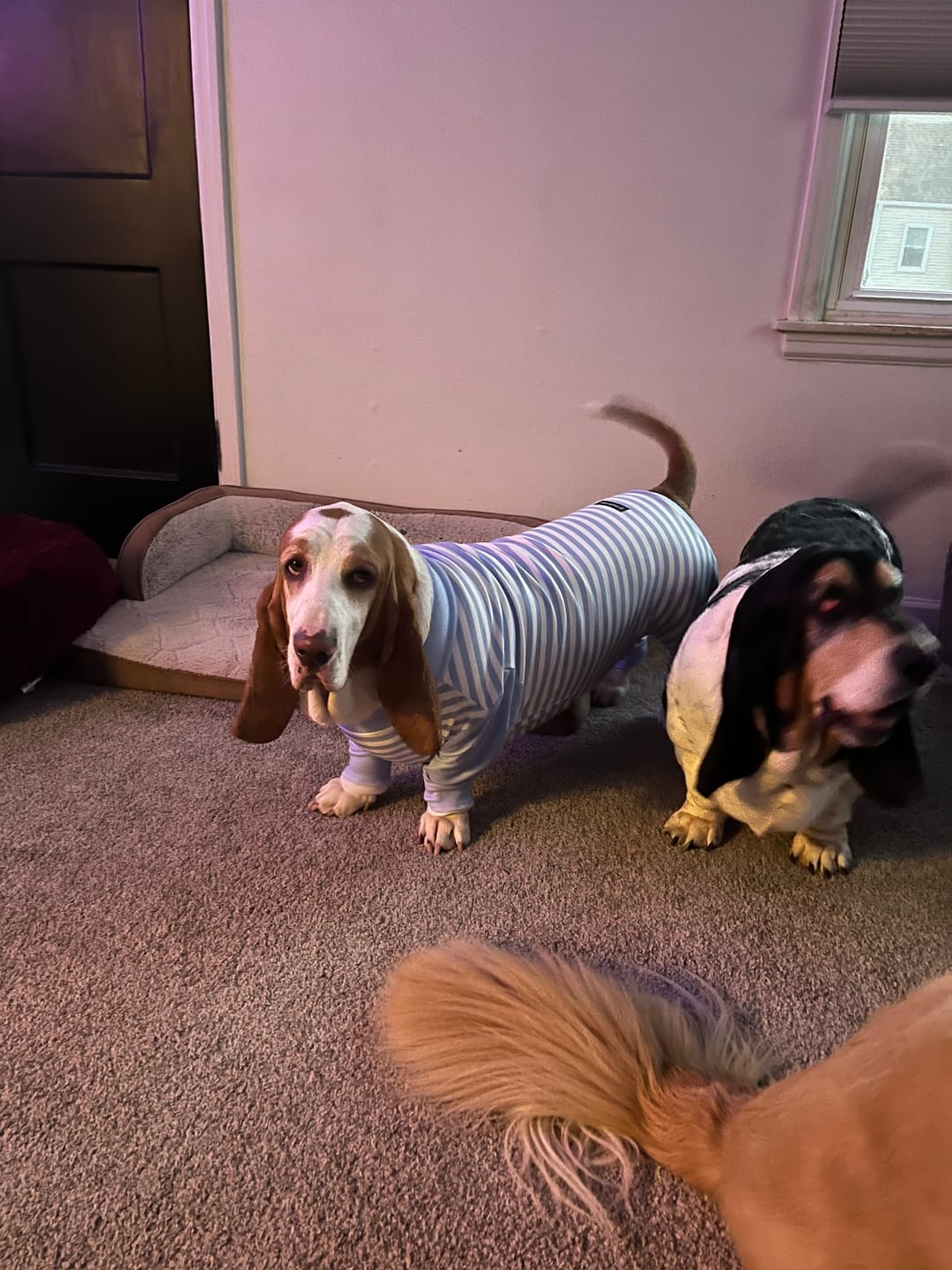 Customer photo review of Dog Pajama - Blue Stripes