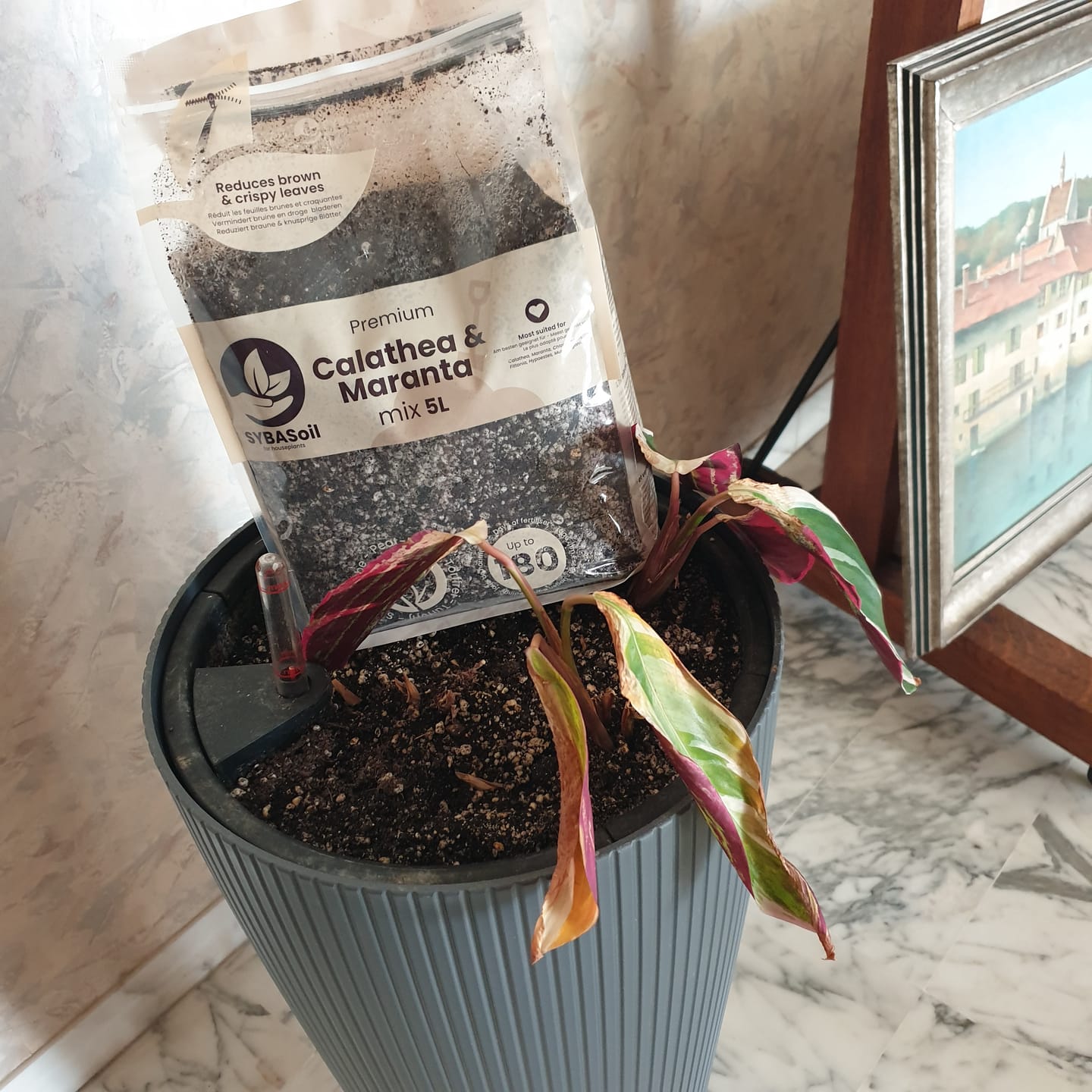 Customer photo review of Calathea & Maranta Mix
