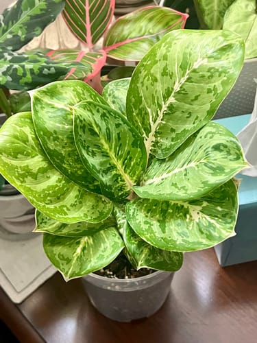 Customer photo review of Aglaonema 'Green Papuma'