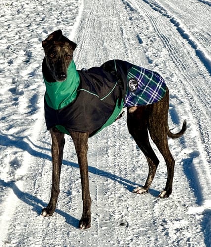 Customer photo review of Felton - Sighthound Coat with Underbelly and Harness Hole