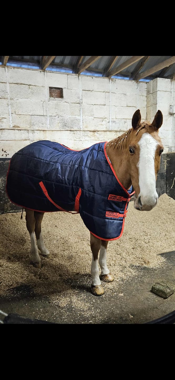 Customer photo review of Horse Gel Twin Pack