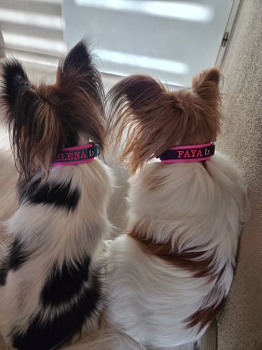 Customer photo review of Neoprene Dog Collar with Name - S | 4Kyon