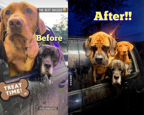 Customer photo review of BUG B' GONE