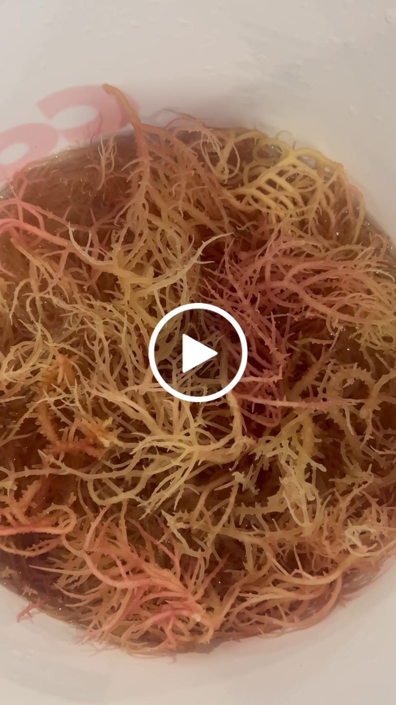 Customer video review of WHOLESALE Rainbow Sea Moss