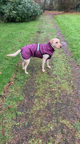 Customer photo review of 3-in-1 Dog Coat