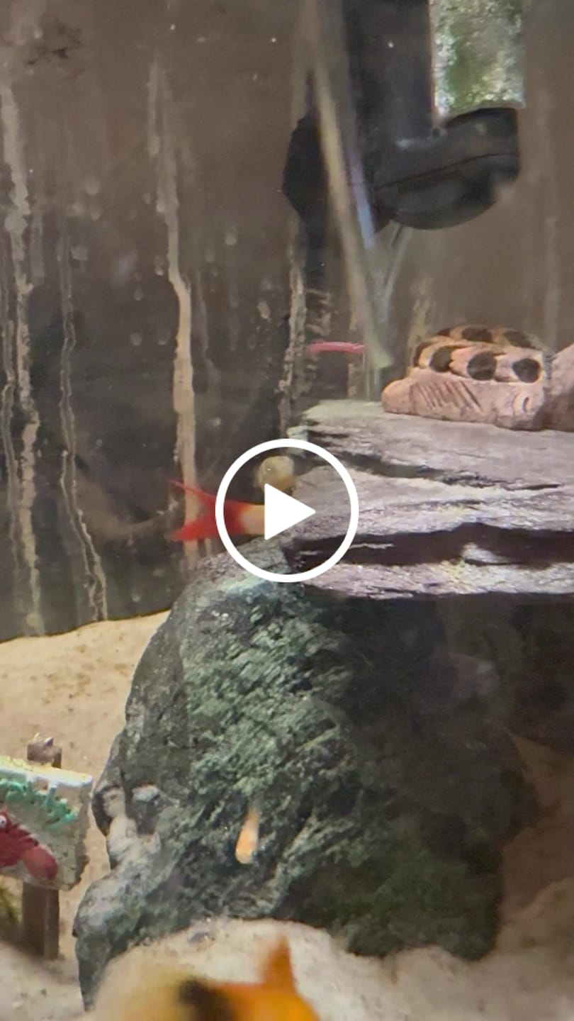 Customer video review of Dwarf Pea Puffer (Carinotetraodon travancoricus), Tank-Bred