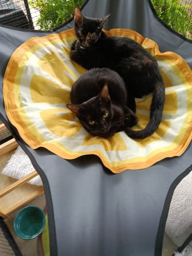 Customer photo review of Hammock For The Cat Cabana Cat Enclosure