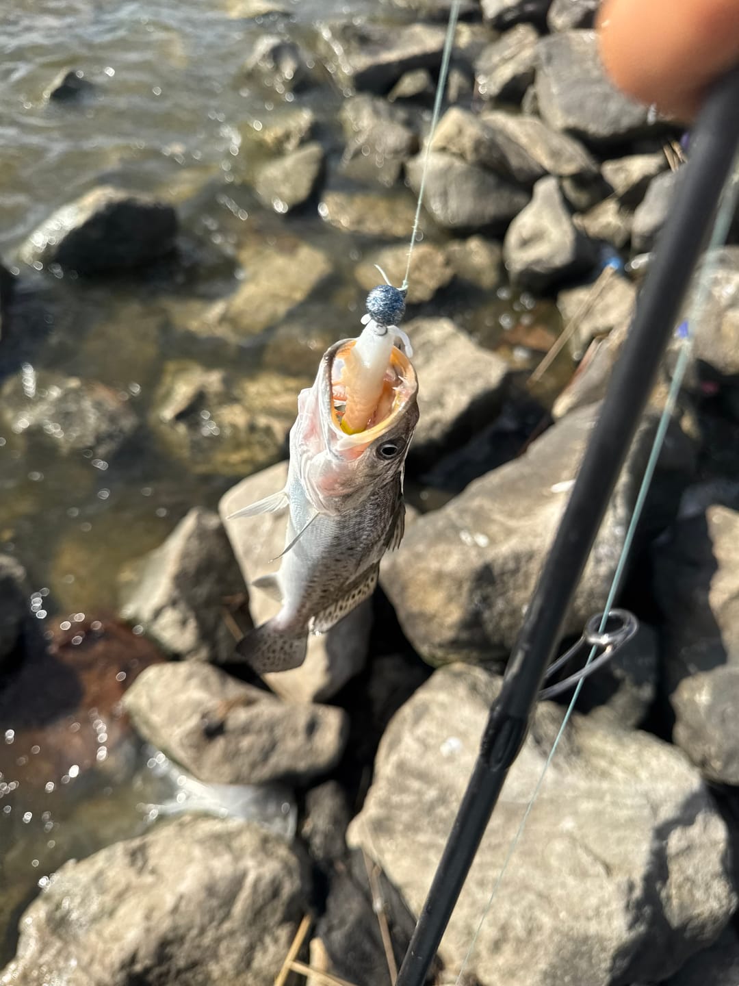 Customer photo review of Braided Fishing Line