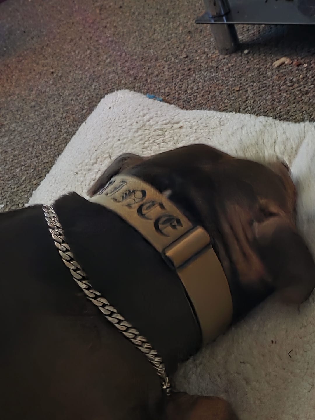 Customer photo review of 5cm Combat® Collar | With Handle & Secure Clip - Tan