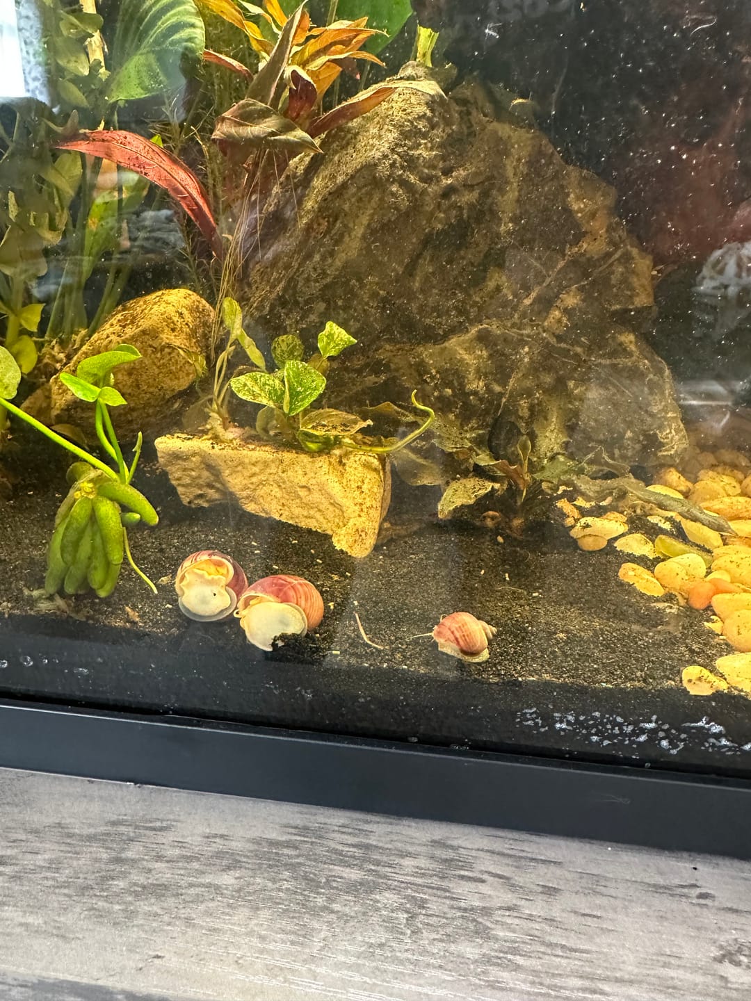 Customer photo review of Magenta Mystery Snail