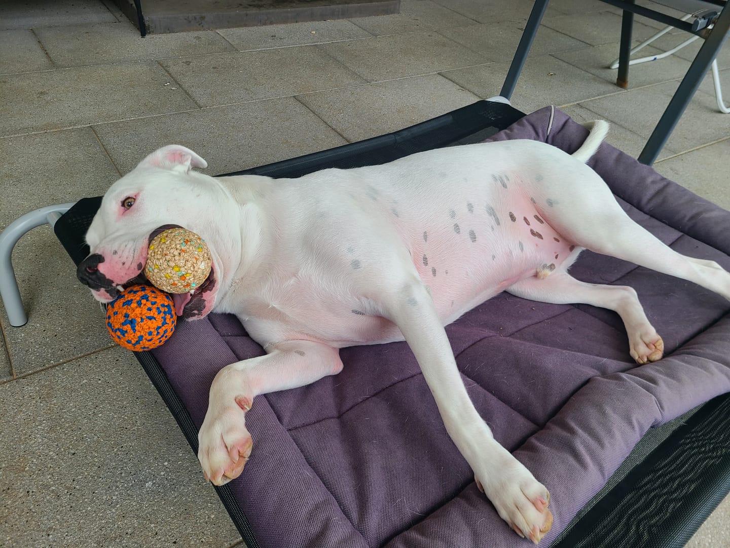 Customer photo review of Outdoor Dog Bed - Pet Trampoline