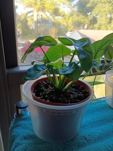 Customer photo review of Philodendron bipinnatifidum 'Atom'