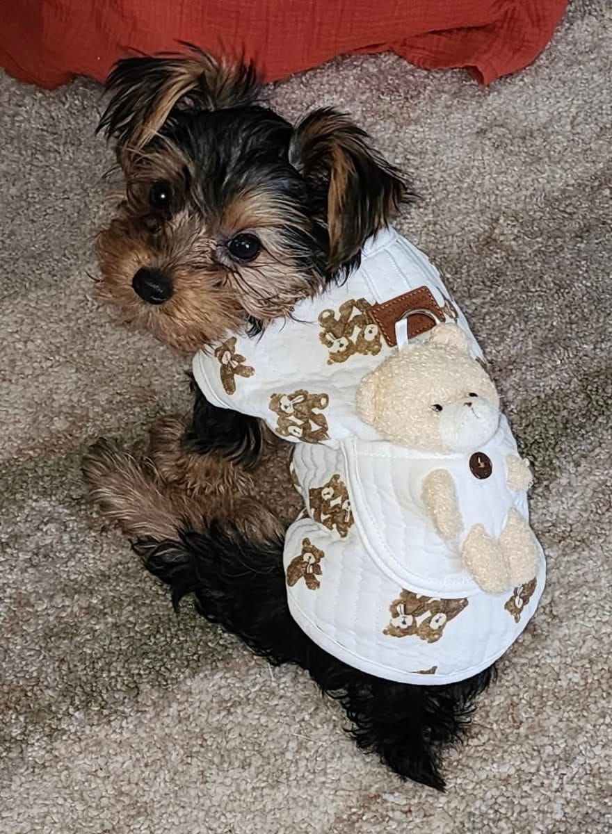 Customer photo review of Bear Decor Fleece Dog Harness Vest