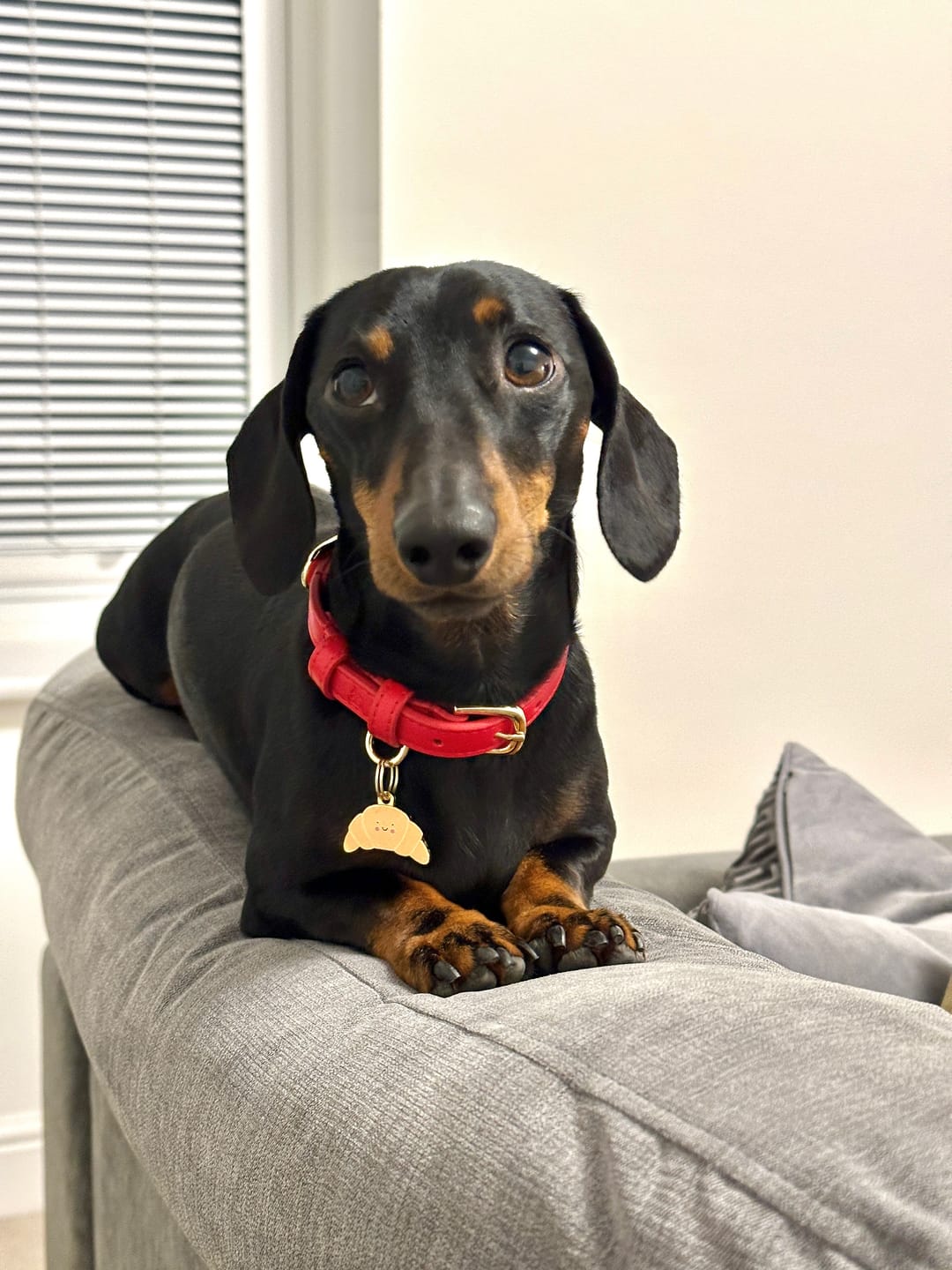 Customer photo review of Croissant Metal Pet Tag