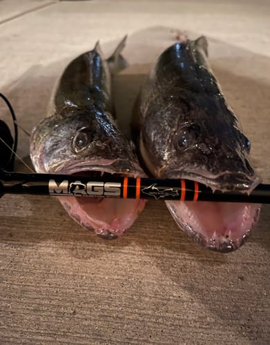 Customer photo review of Custom Power Noodle