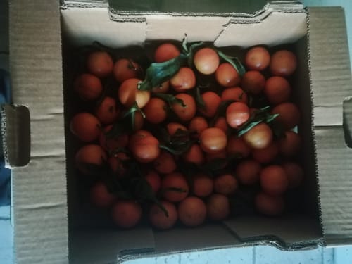 Marc M. review of Clémentines Bio - Origine Corse image 1 out of 1