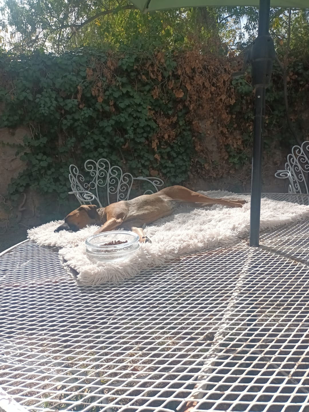 Customer photo review of Cobija Impermeable para Perros