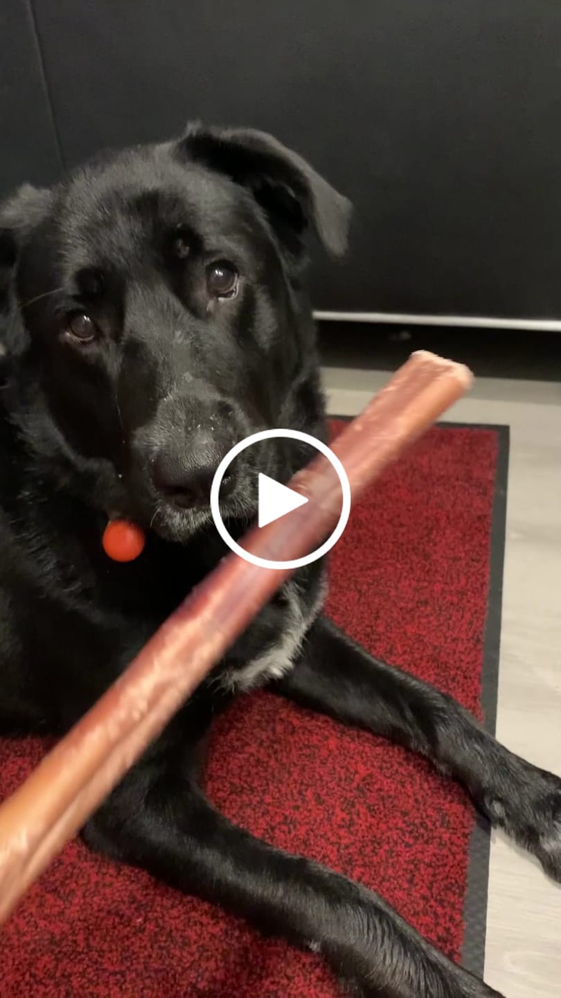 Customer video review of 10-12 Inch Champion Chew