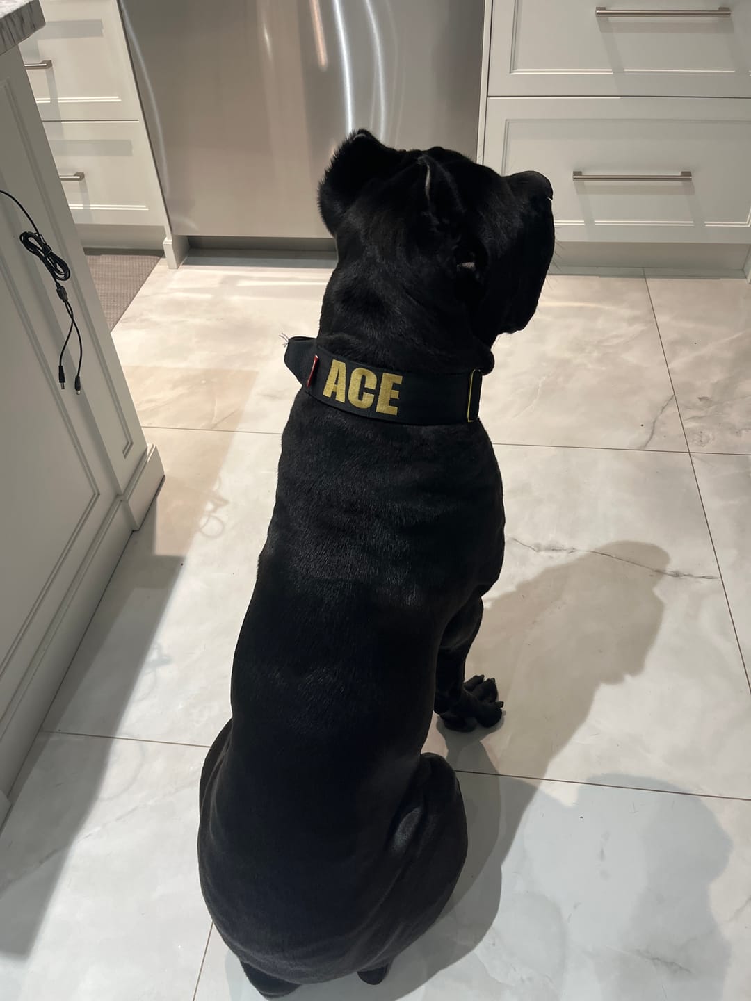 Customer photo review of 2" Tacti Luxe Dog Collar - Gold Noir