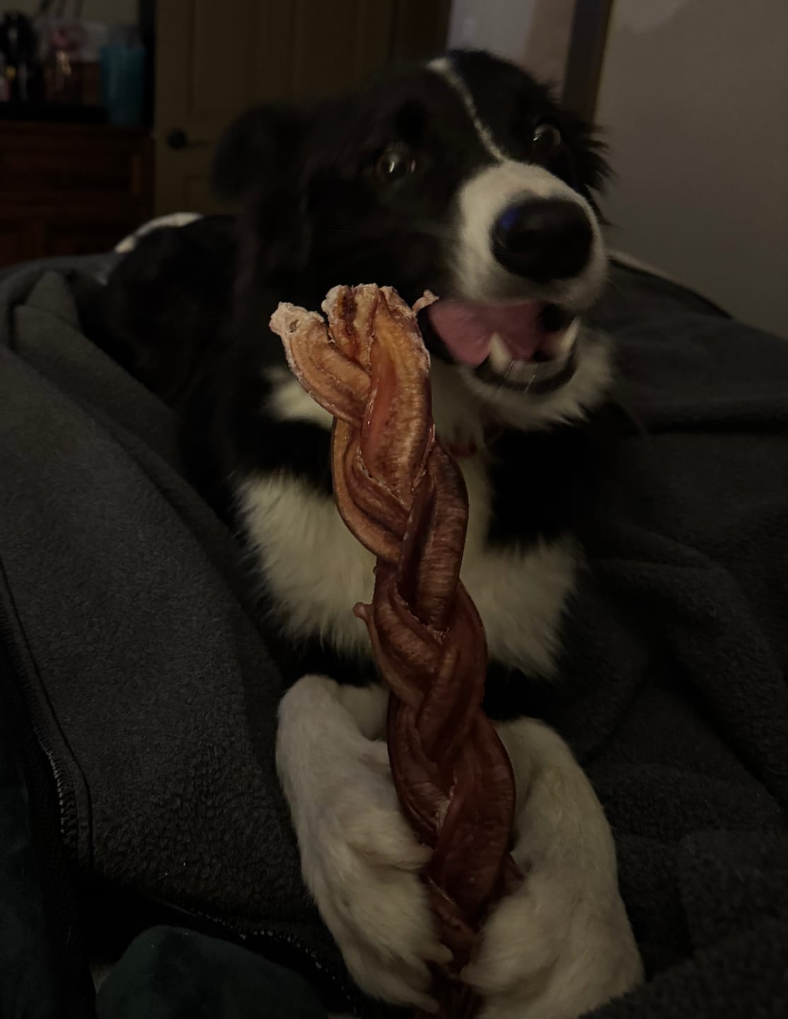 Customer photo review of 12 Inch Monster Braided Bully Stick