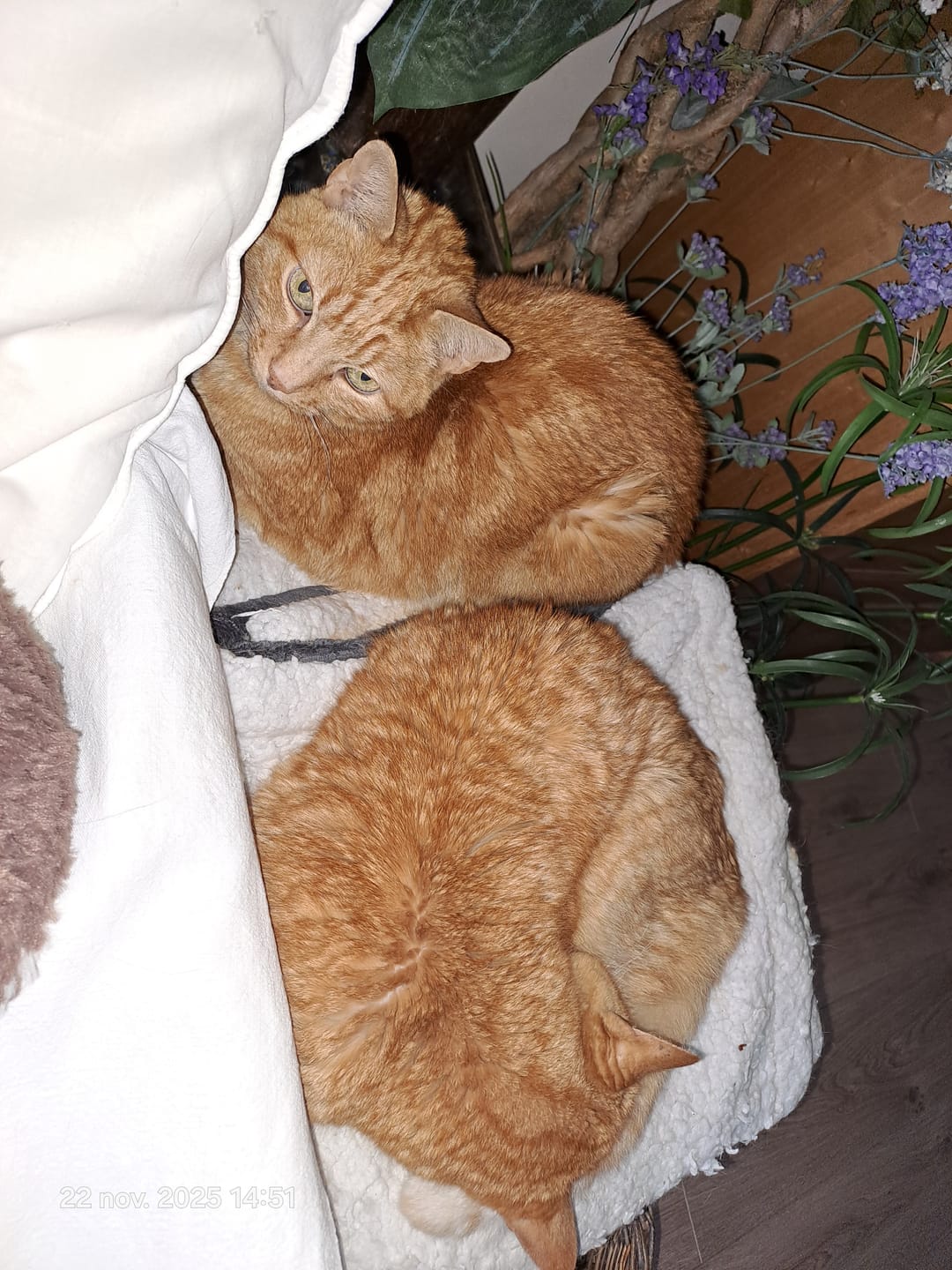 Customer photo review of Échantillon de croquettes riches en poisson (Chat stérilisé)