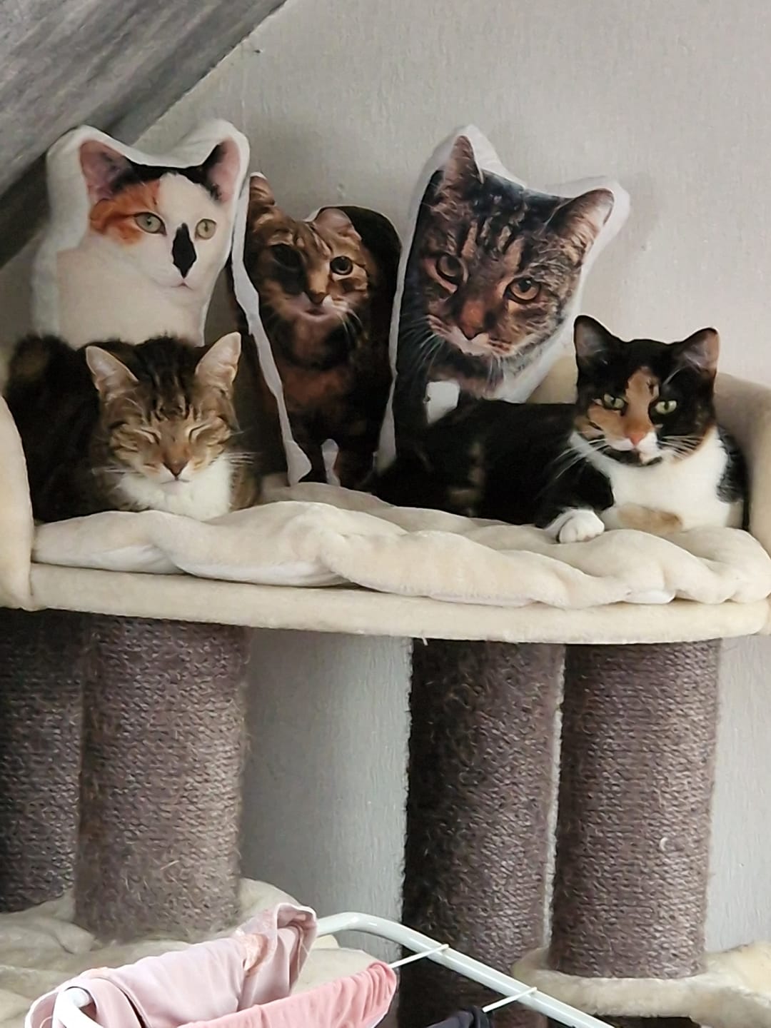 Customer photo review of Personalisiertes Katzenkissen