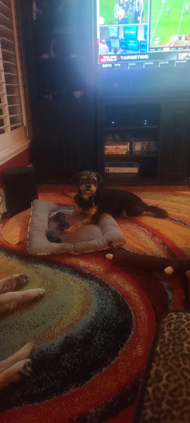 Customer photo review of 6 Inch Thick Bully Stick