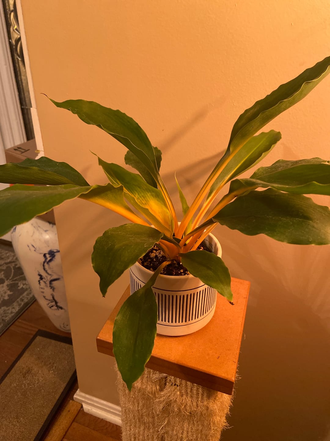 Customer photo review of Chlorophytum 'Fire Flash' 'Mandarin Orange'