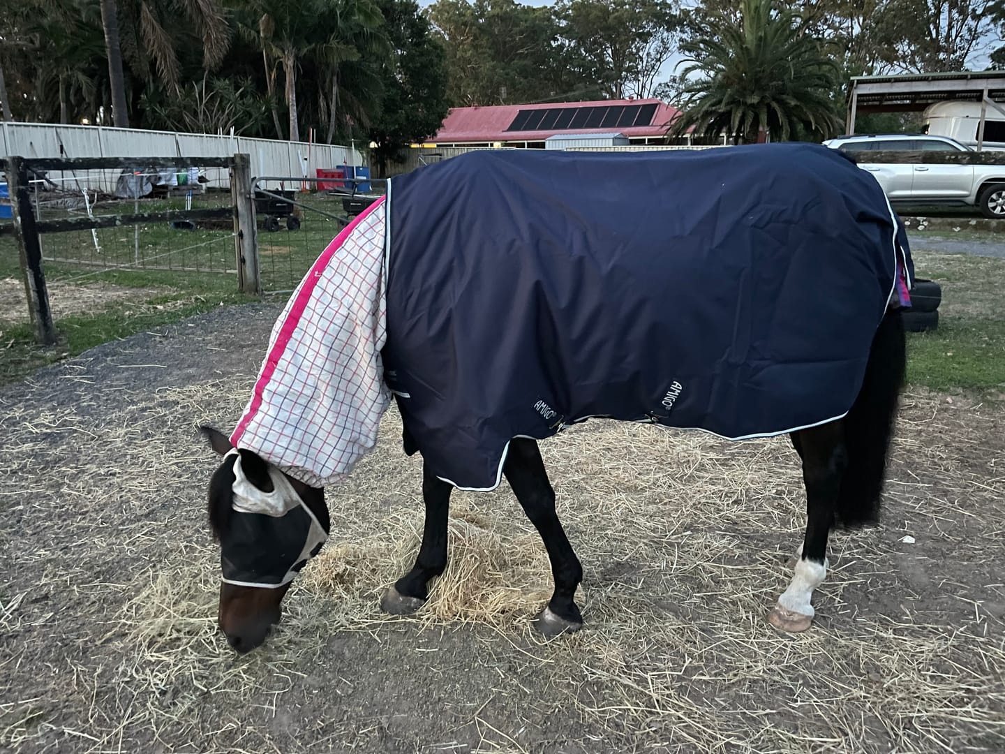 Customer photo review of Amigo Ripstop 900D Turnout Fleece Lined 50g