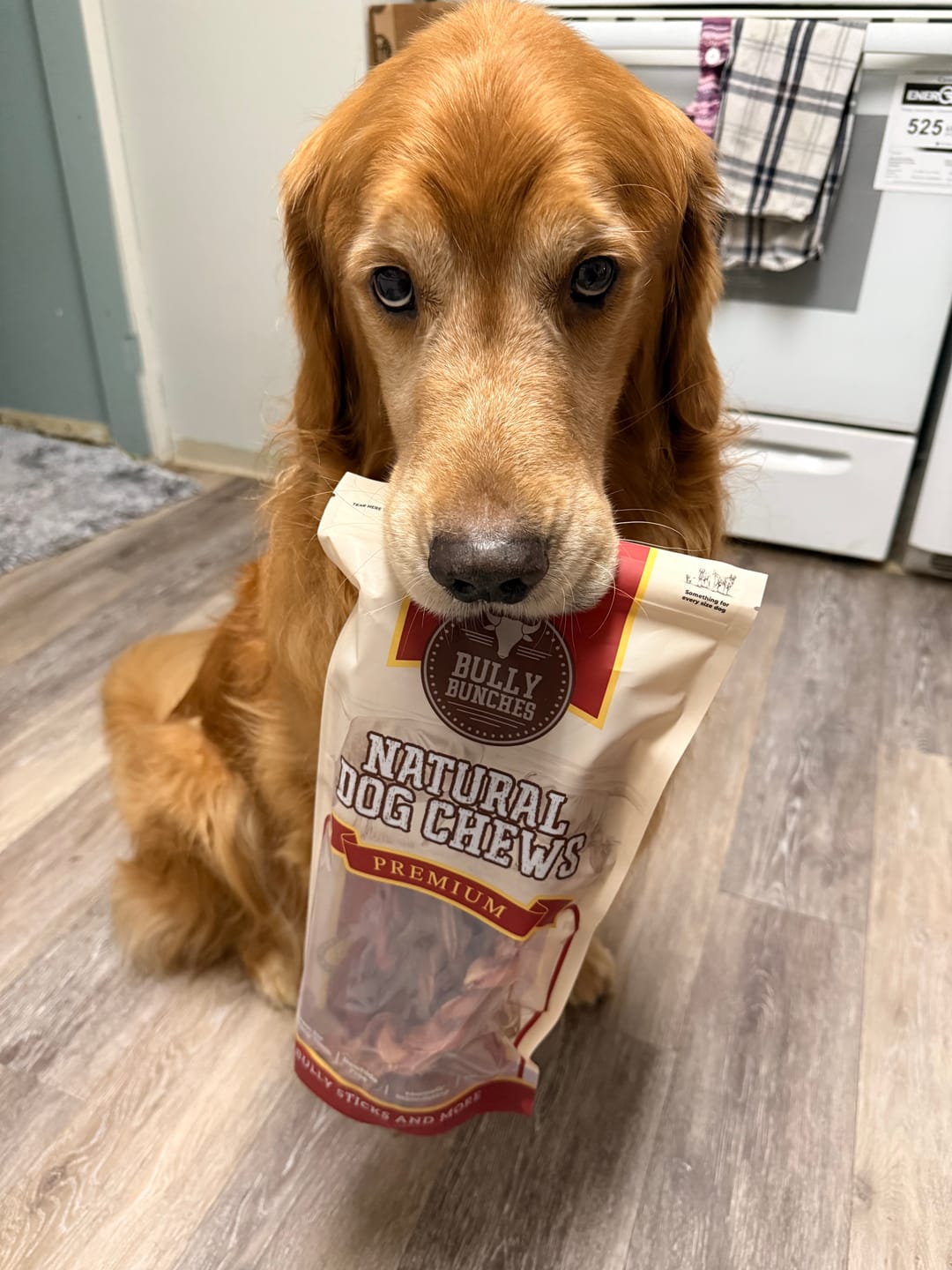 Customer photo review of 12 Inch Thick Braided Bully Stick