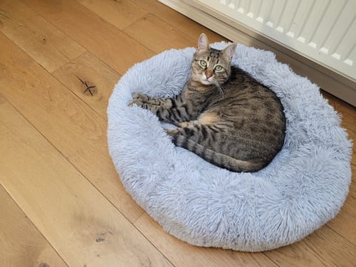 Customer photo review of Puppery Hundebett Wolke 7 - Das Original