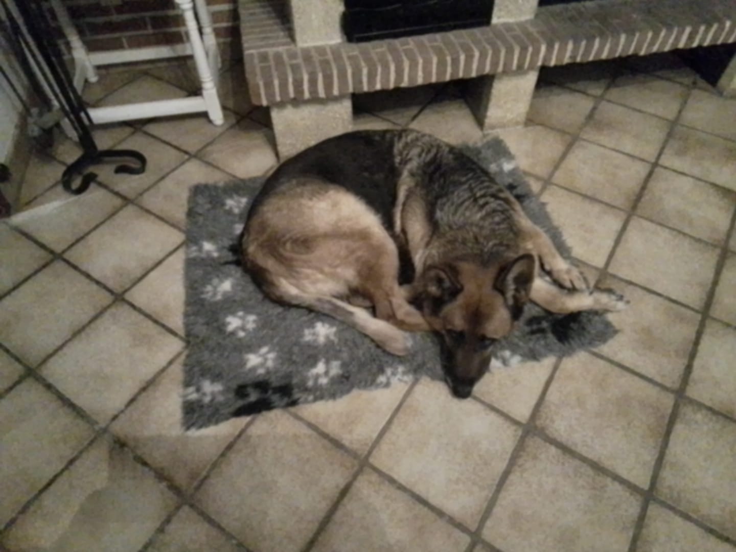 Customer photo review of Complément stress  | Chien