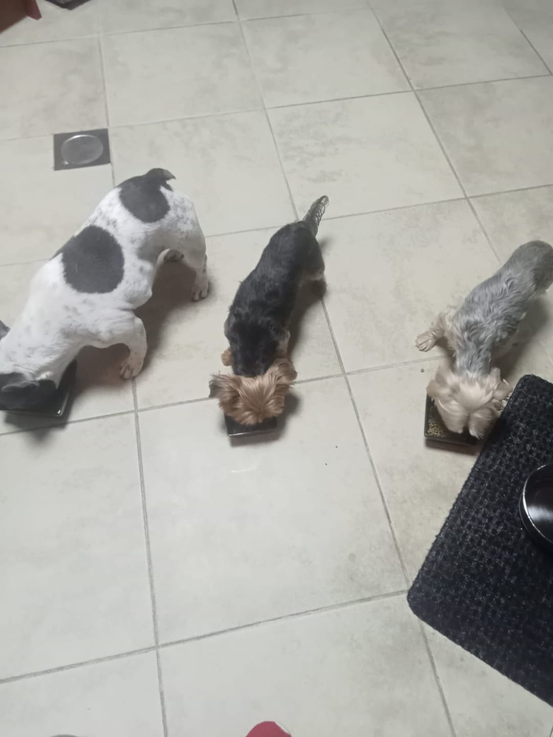 Customer photo review of V - Planet Vegan Dog Food - For Mini and Small Breeds , 2.04Kg