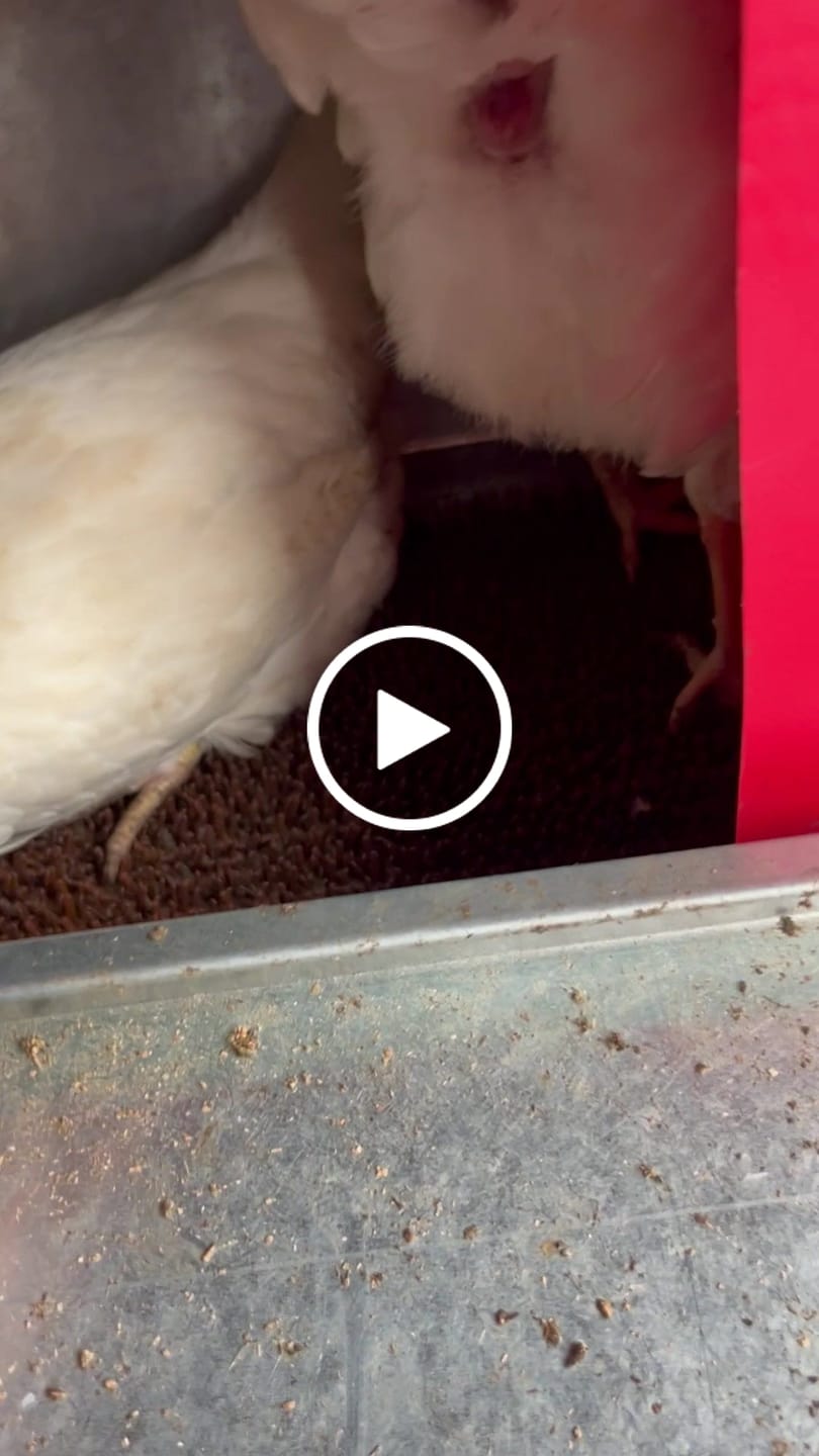 Customer video review of Large (48") - Reversible Rollout Nest Box (Up to 50 Hens)