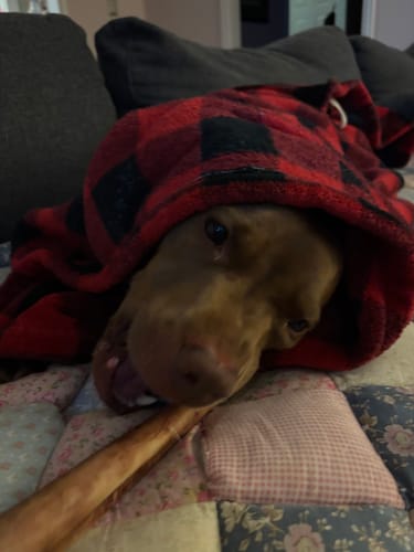 Customer photo review of Medium Ostrich Cane (10" x 3"): The Long-Lasting, Flavor-Packed Chew for Medium & Large Dogs