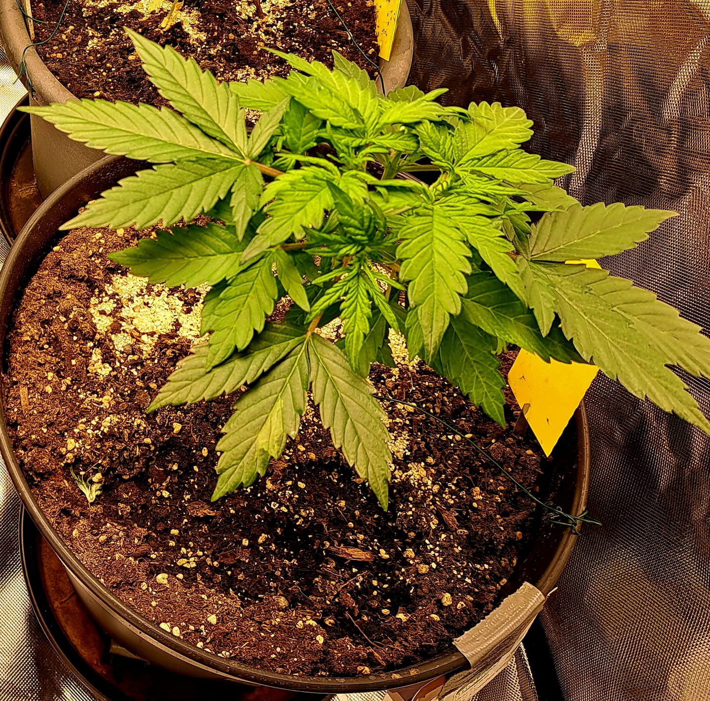 Customer photo review of Bruce Banner Automatic Cali Strain Cannabis Samen - Autoflower - Cannabis Cup Sieger 2023 - F1 Samen