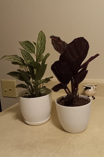 Customer photo review of Calathea Assorted 2 Plants Set - Pack of 2 Calathea in 4" Pot - Rooted Prayer Plants - Calathea Lancifolia & Makoyana - Gift Plant