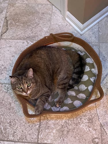 Customer photo review of Instinct Basket | Handwoven & Chemical-Free Cat Territory (Small is out of stock so we're price matching the Large Instinct Basket)