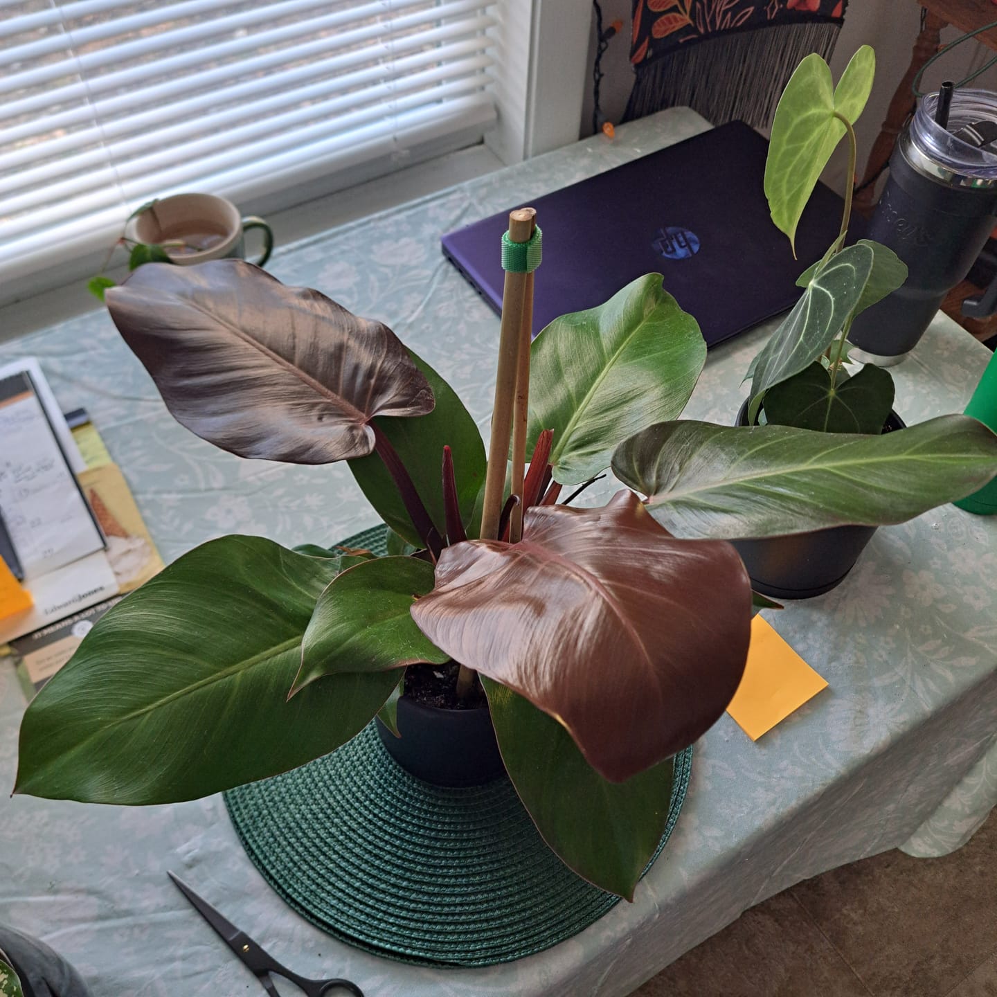 Customer photo review of Philodendron 'McColley's Finale'